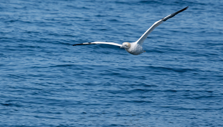 Oiseaux pélagiques et de l'estran